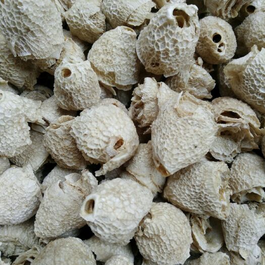 织金县红托竹荪  竹荪帽竹毛肚产地直批（特一商务）