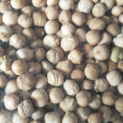 民乐县鹰嘴豆 含人体多种微元素，口感好，它特点煮了吃，炒了吃，，想怎么吃都