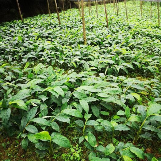 屏边县草果苗 独本苗 0.5米以下 