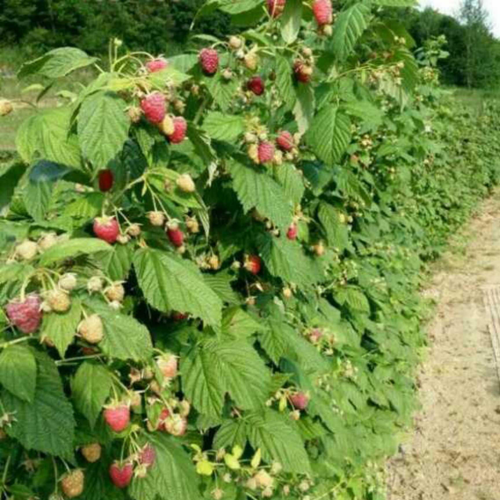 红树莓苗种植方法图片