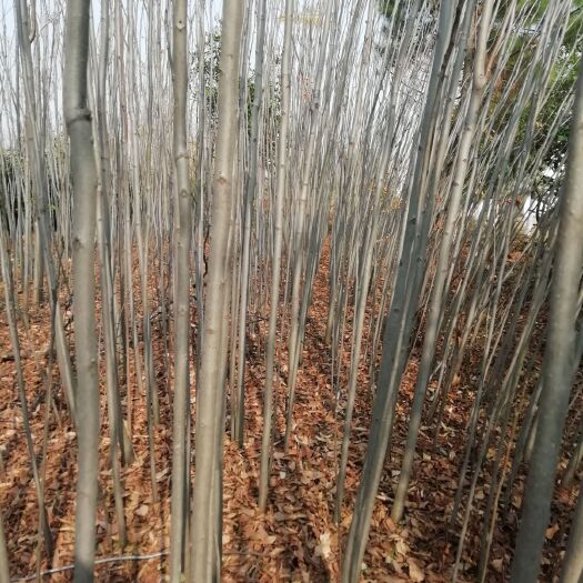 孝昌县普通栾树