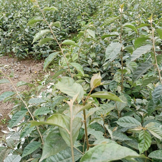 瑞丽市羊奶果苗 