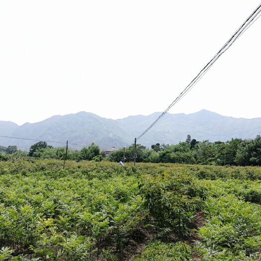 杭州碧根果苗 