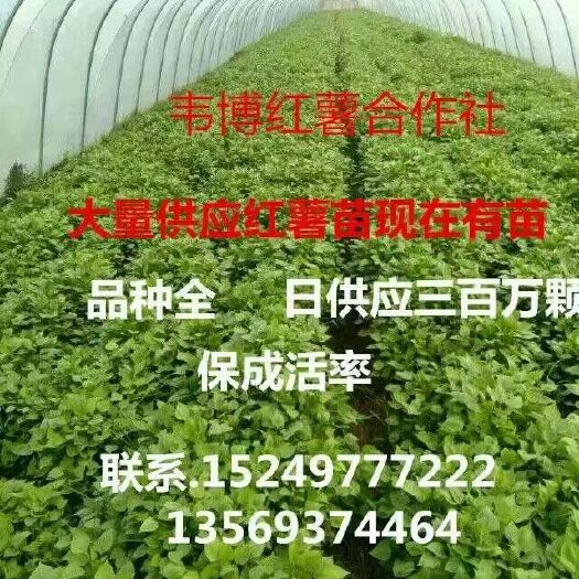民权县西瓜红红薯苗 25~35cm 