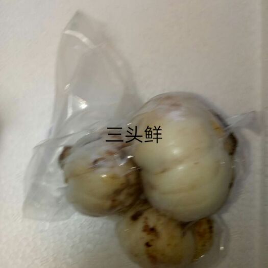 兰州兰州百合3cm-5cm 