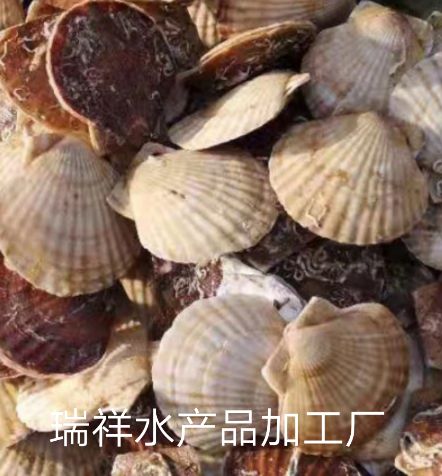虾夷扇贝 人工养殖 10-20只/公斤 