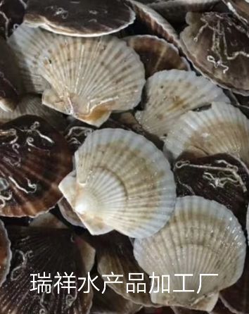 长海县虾夷扇贝 人工养殖 10-20只/公斤 