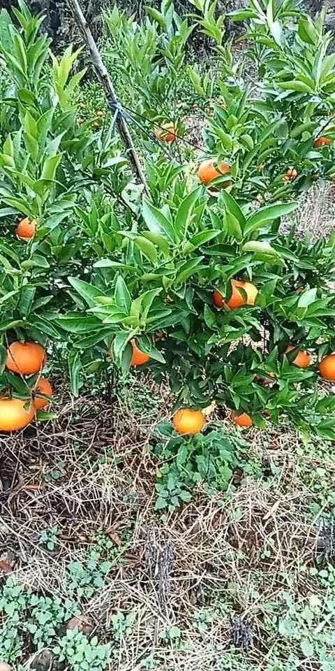 富川县精品玫瑰香柑橘