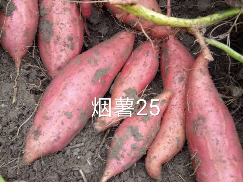 烟薯 山东省德州市夏津县 6两~1斤 红皮