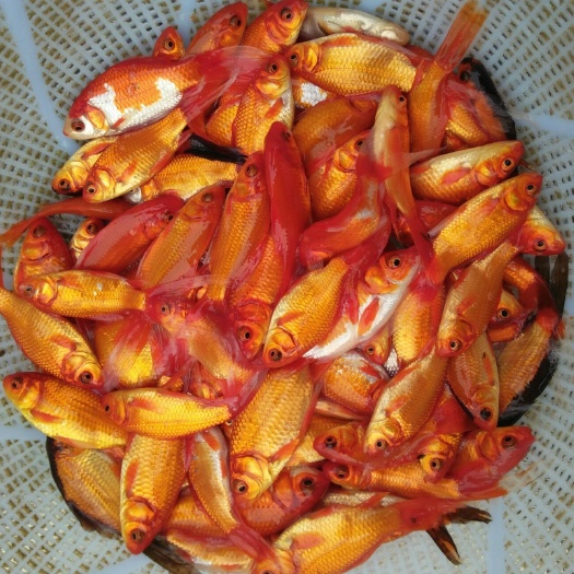 漯河草金鱼