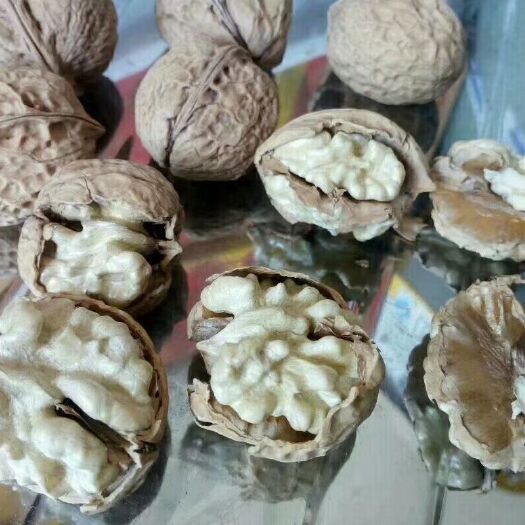 永仁县薄皮核桃 