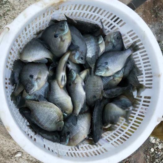 佛山蓝鳃太阳鱼