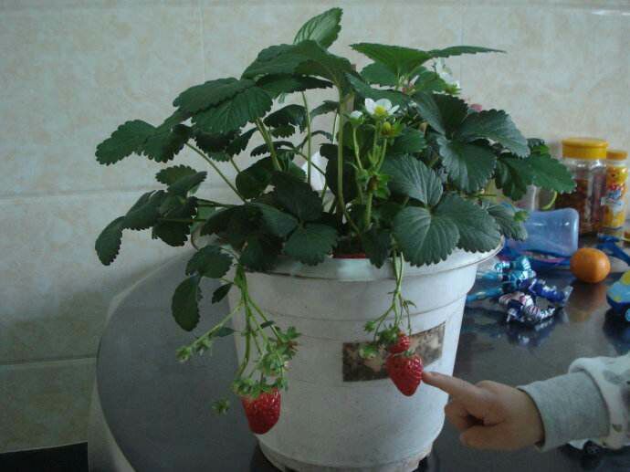 重庆市草莓盆栽 四季草莓苗