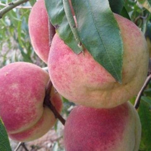 平邑县沂蒙霜红1号苗 0.5~1米 
