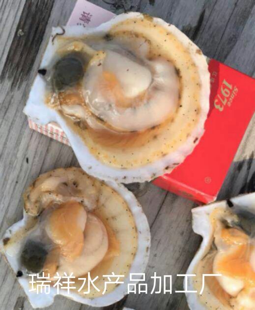 虾夷扇贝 人工养殖 10-20只/公斤 