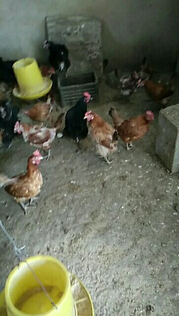新泰市绿壳鸡蛋 食用 箱装 