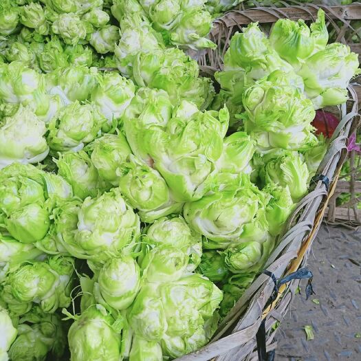 邛崃市早熟儿菜 2.0斤以上 