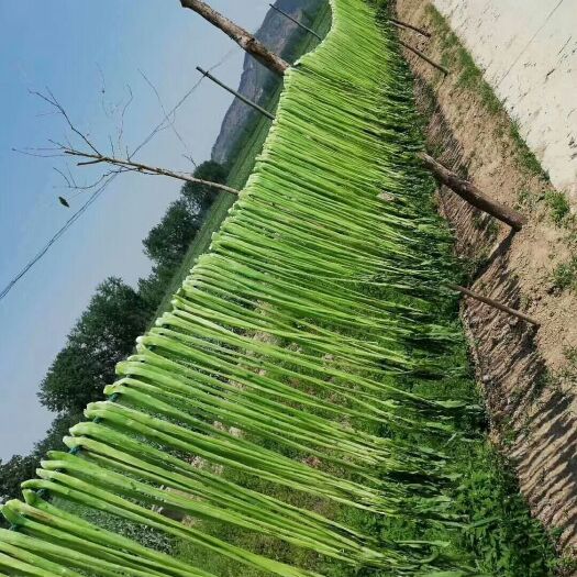 邳州市贡菜 