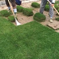 句容市黑麦草  百慕大混播 四季青草坪