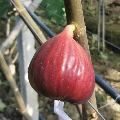 诸暨市波姬红无花果苗 