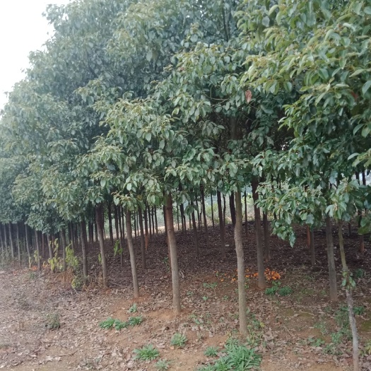 益阳全冠香樟 