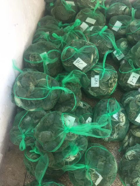 泗洪县骆马湖大闸蟹 统货 0.15两 