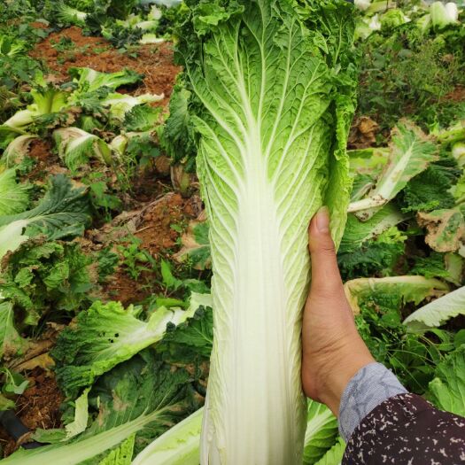 横州市卷筒青大白菜 2~3斤 净菜 