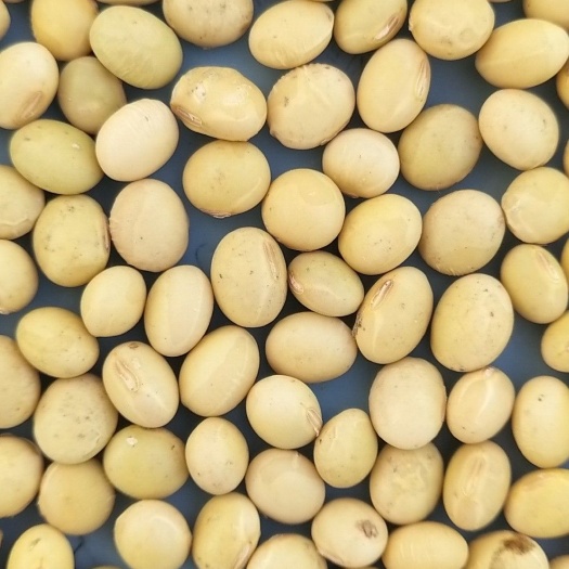 赵县黄黄豆 生大豆 1等品 