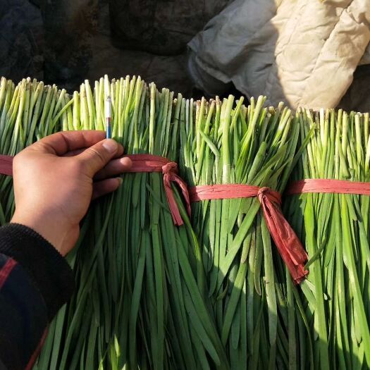 乐亭县大叶韭菜 二茬 30~35cm 