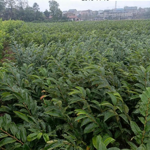 会同县大红袍板栗苗 嫁接苗 0.5~1米 
