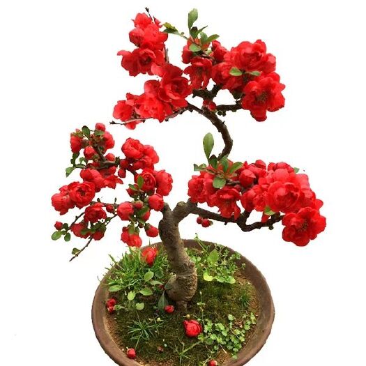 平邑县景观盆栽 长寿冠海棠盆景，带花苞，美丽动人，包你满意