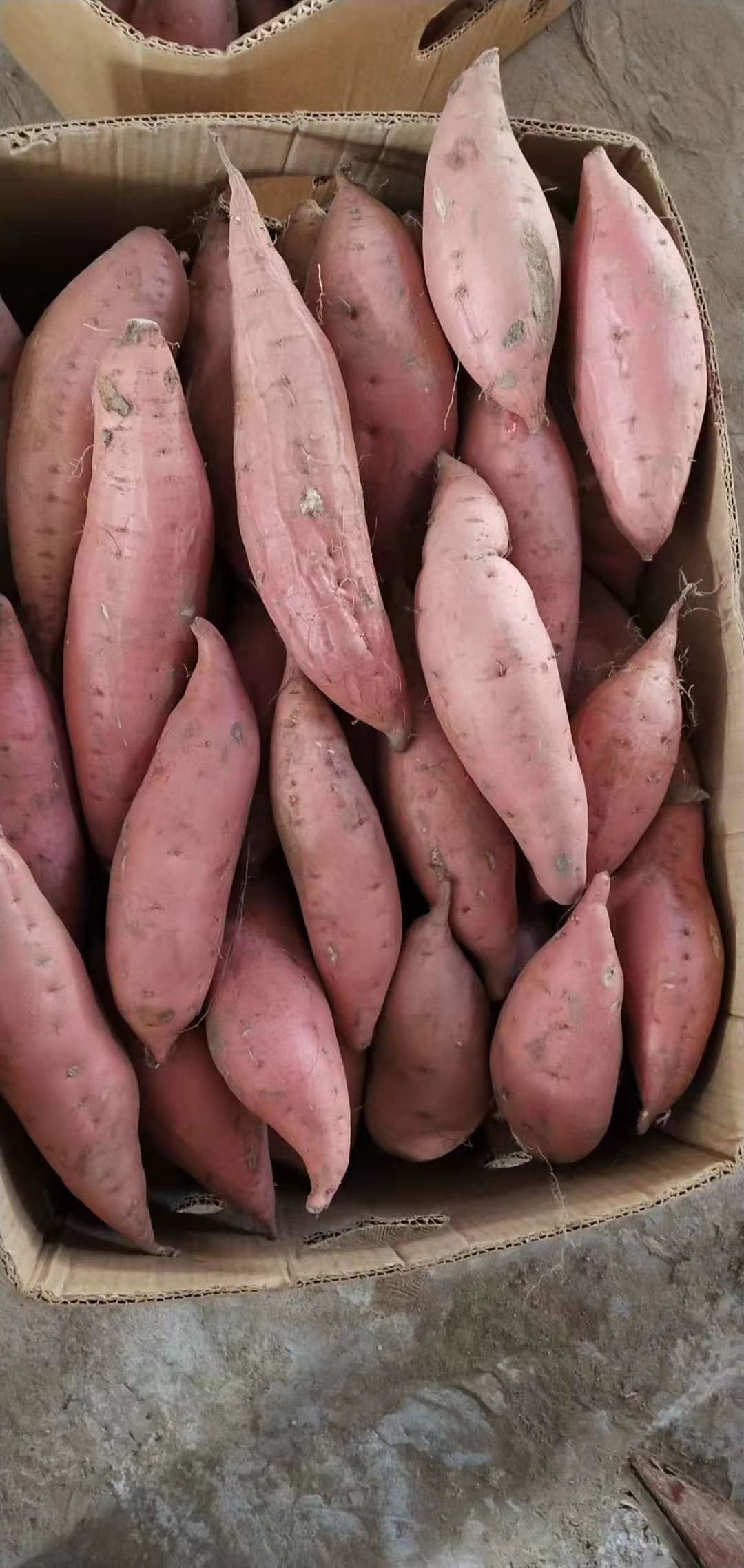 烟薯 山东省德州市夏津县 6两~1斤 红皮