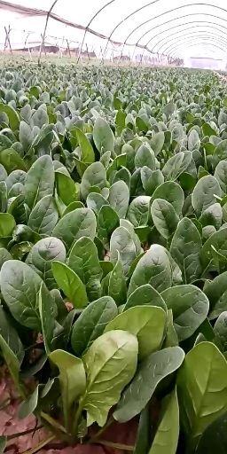 富平县圆叶菠菜 15~20cm