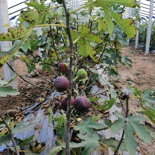 平邑县波姬红无花果苗 自家苗圃