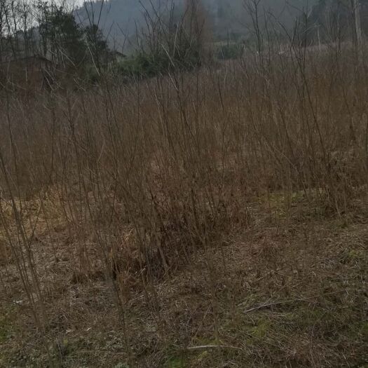 宁强县杜仲苗 
