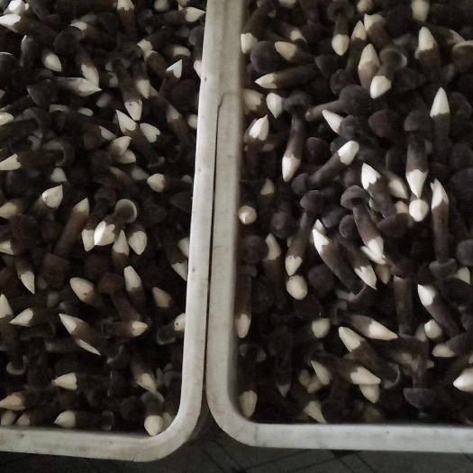 徐州鸡枞菌 鲜货 人工种植 黑皮鸡枞 9cm以上 