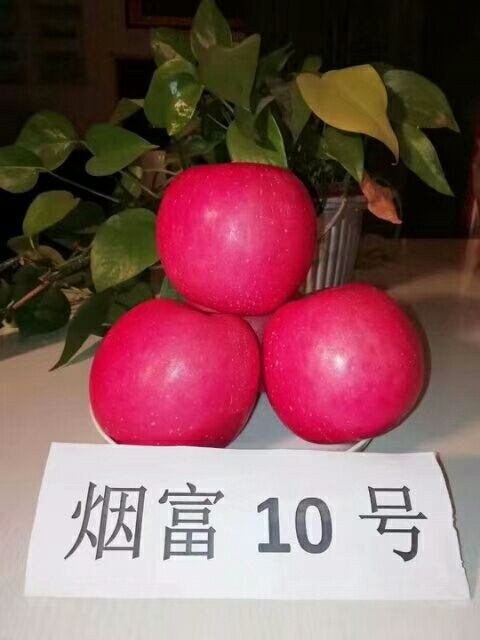 长武县其它苗木 烟富10号苹果树苗