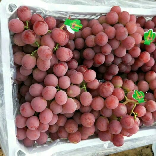 涿鹿县美国红提 5%以下 1次果 1.5- 2斤 