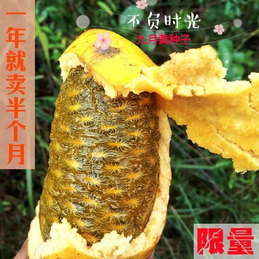 无籽九月瓜苗九月黄金蕉苗 中国八月瓜合作社正品