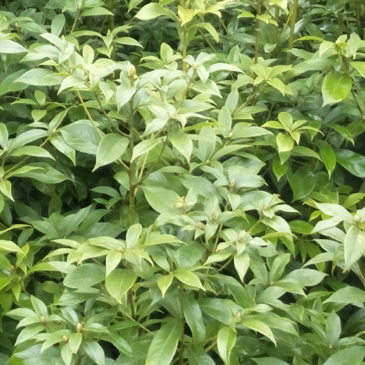 龙山县小叶桢楠 