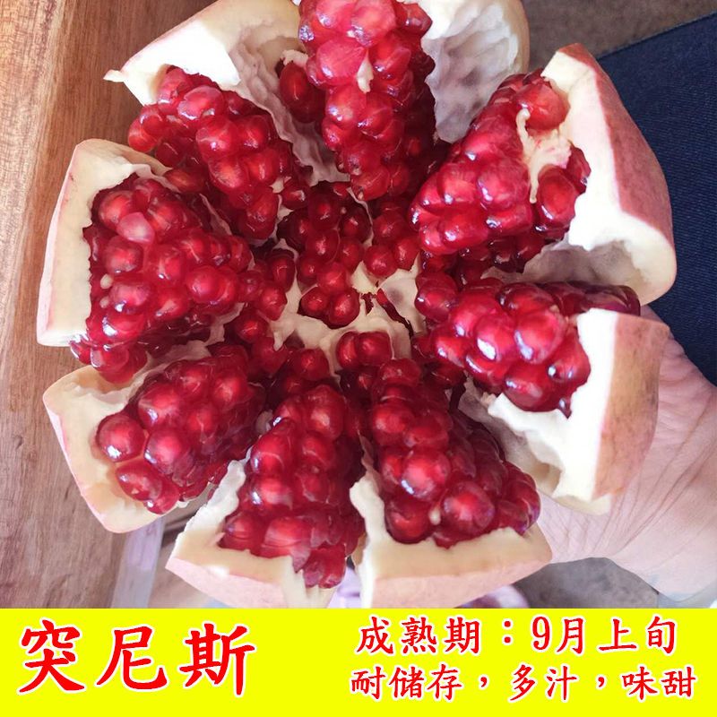 突尼斯软籽石榴树苗