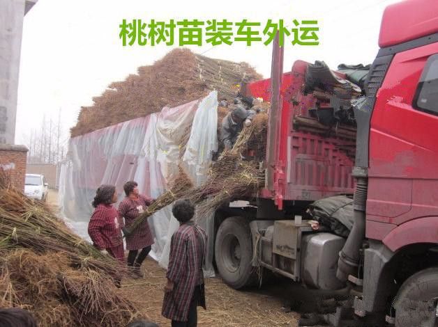 黄桃树苗 1~1.5米 