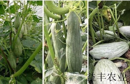 木瓜种子 蜜瓜种子也叫丑瓜