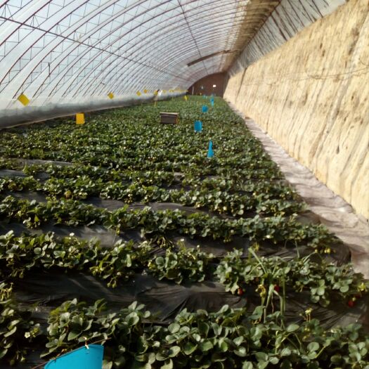 呼和浩特有机草莓 30克以上 