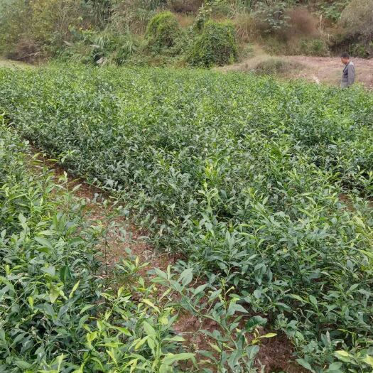 资阳香橙苗 移栽苗 0.5~1米 