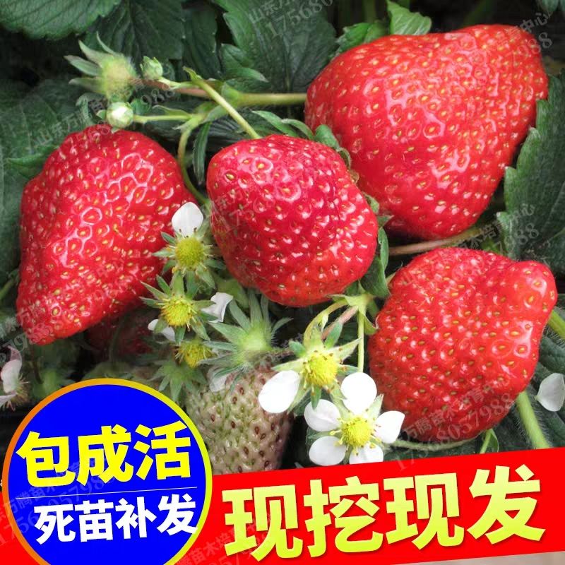  草莓苗种植带盆带土四季盆栽美十三香莓奶油草莓苗当年结果