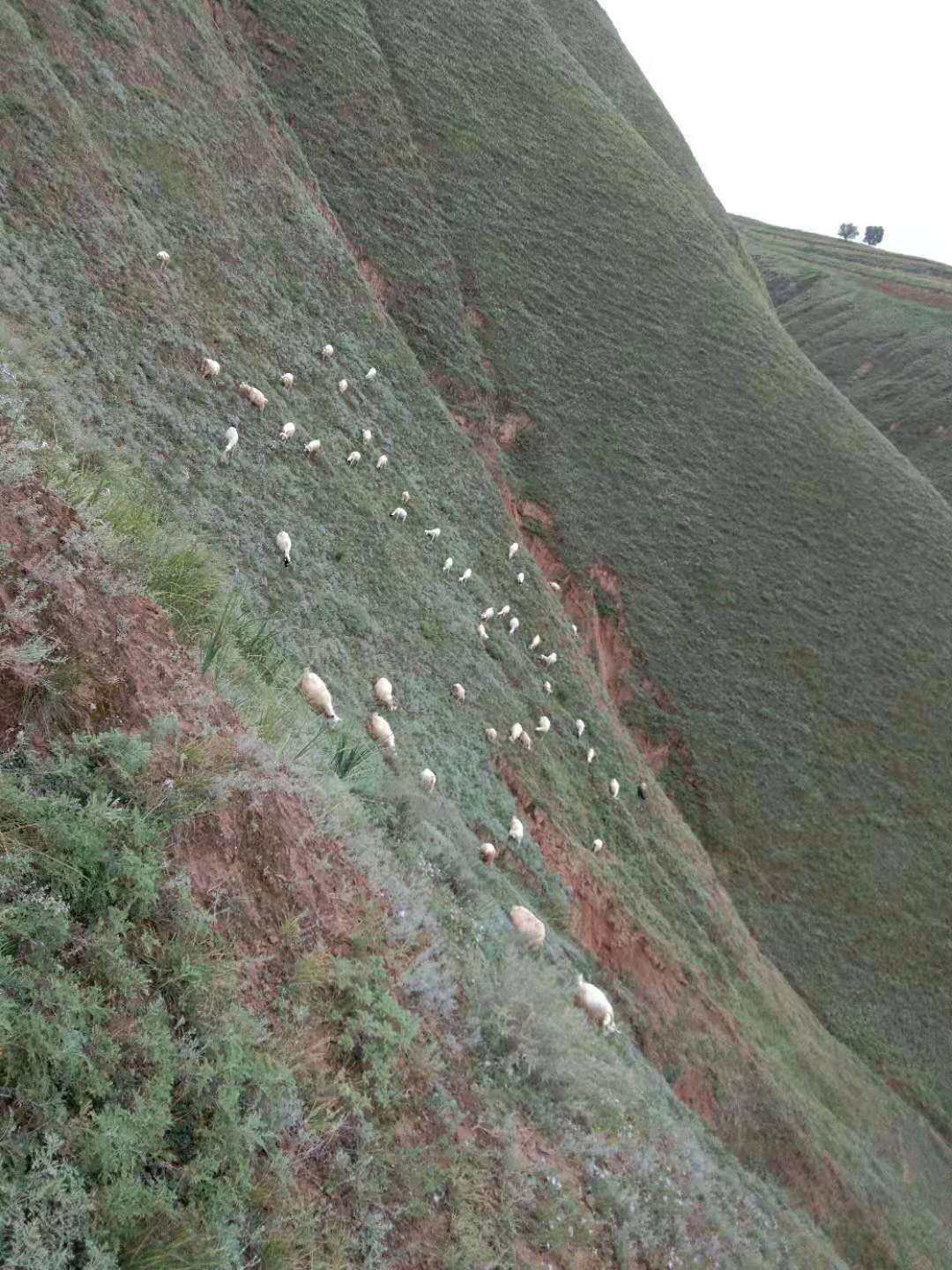 羊肉类 生肉 