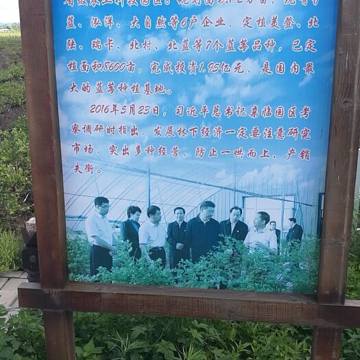 伊春野生蓝莓果干