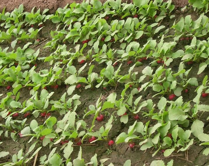 水果萝卜种子  良种 樱桃萝卜种子