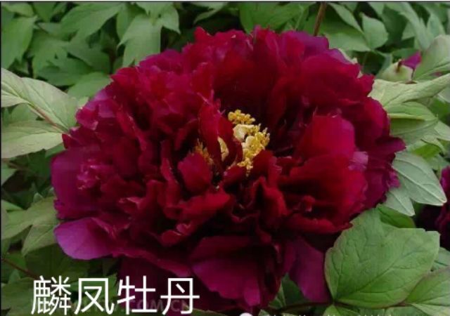 菏泽观赏牡丹 0.5米以下 2cm以下 4cm以下